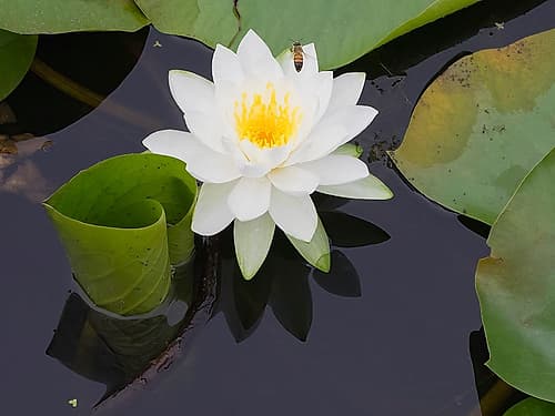 Washington State, USA. Water lily in pond. Art Print